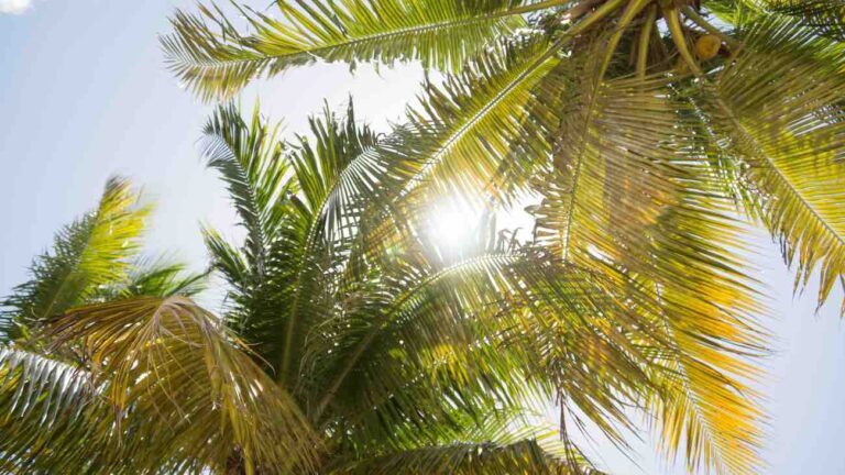 A photo which illustrates ollege advisors South Florida at International College Counselors offer information on the Florida Bright Futures Scholarship 2023-2024